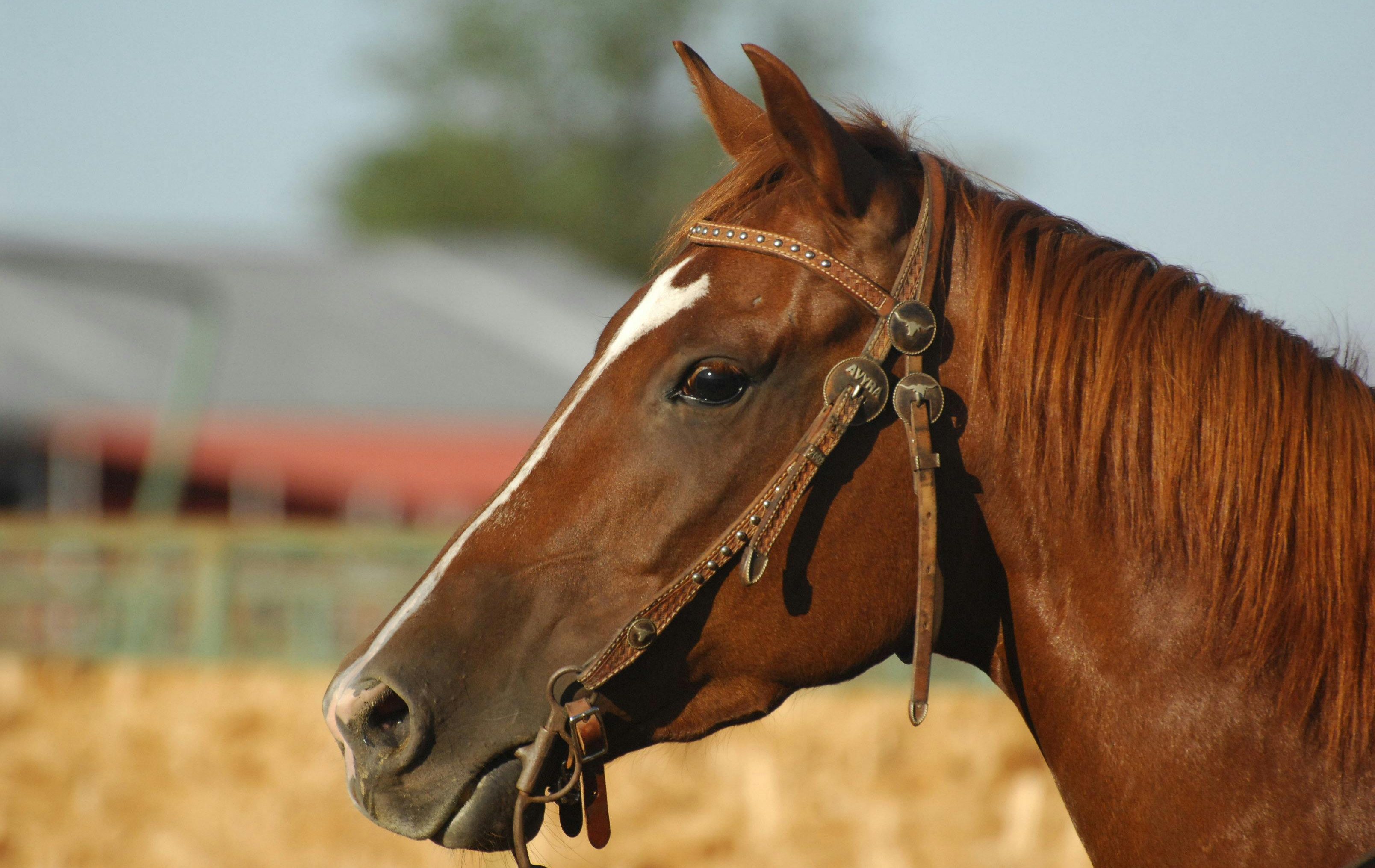 Kihagyhatatlan szezonnyitó: Ahol a legjobb western mének és csikók találkoznak